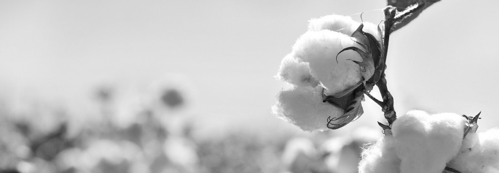 Coton