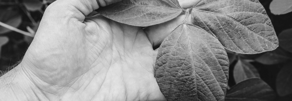 Viscoélastique de soja naturel non-OGM